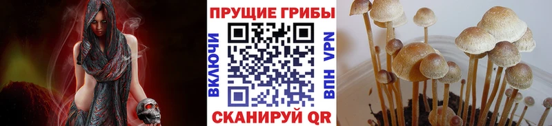 Псилоцибиновые грибы Psilocybine cubensis  Мураши 